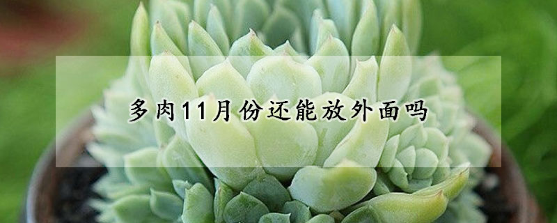 多肉11月份还能放外面吗