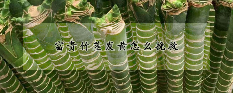 富贵竹茎发黄怎么挽救