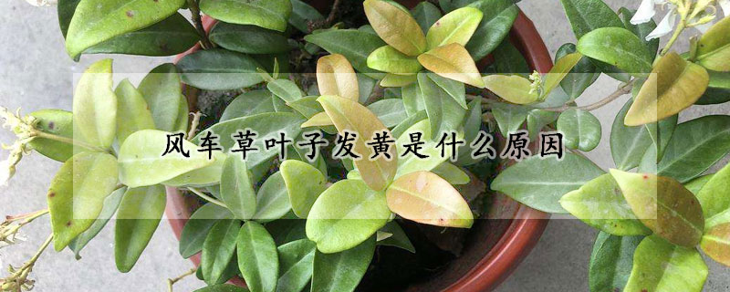 风车草叶子发黄是什么原因