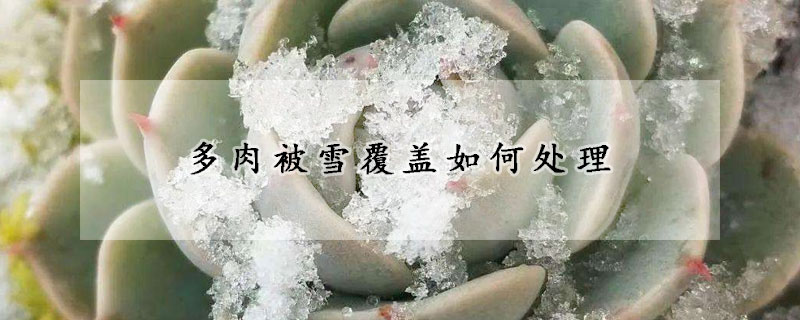 多肉被雪覆盖如何处理