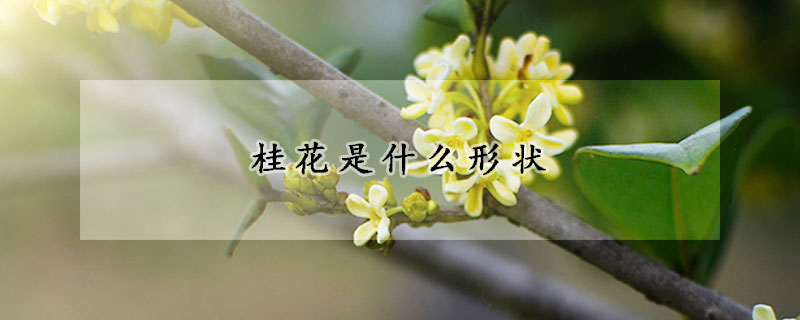 桂花是什么形状