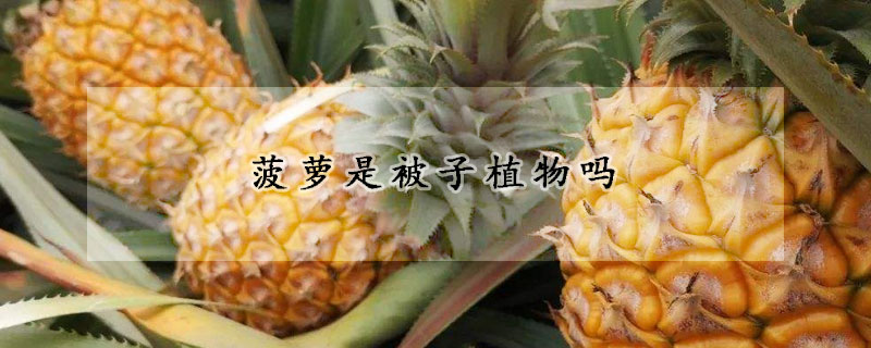 菠萝是被子植物吗