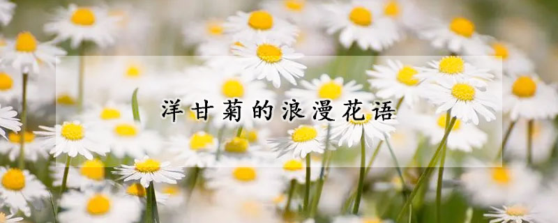 洋甘菊的浪漫花语