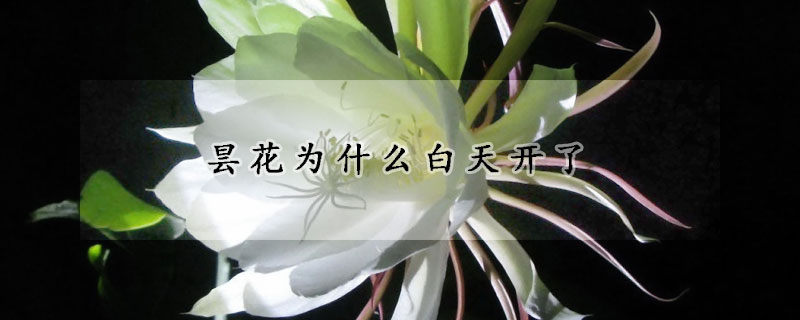 昙花为什么白天开了