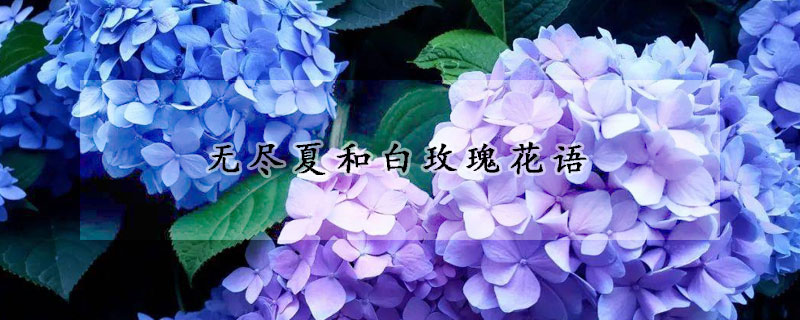 无尽夏和白玫瑰花语