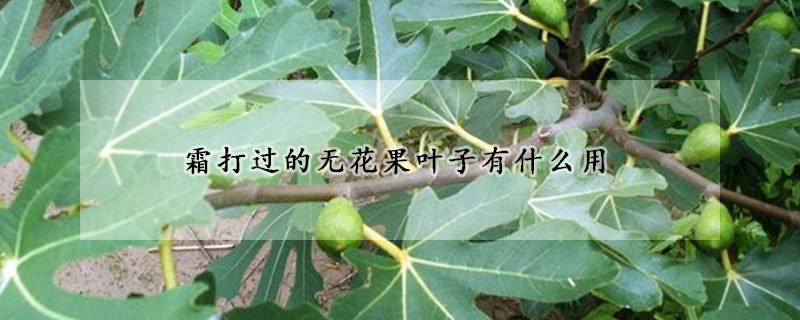 霜打过的无花果叶子有什么用