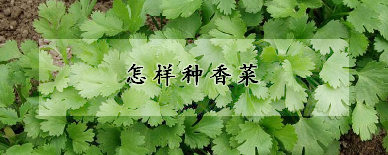 怎样种香菜