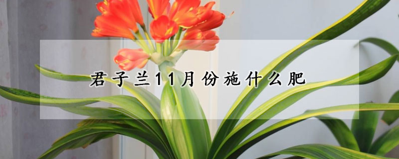 君子兰11月份施什么肥