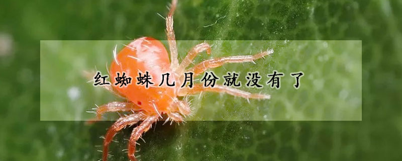 红蜘蛛几月份就没有了