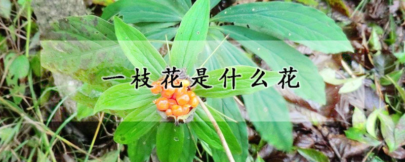 一枝花是什么花