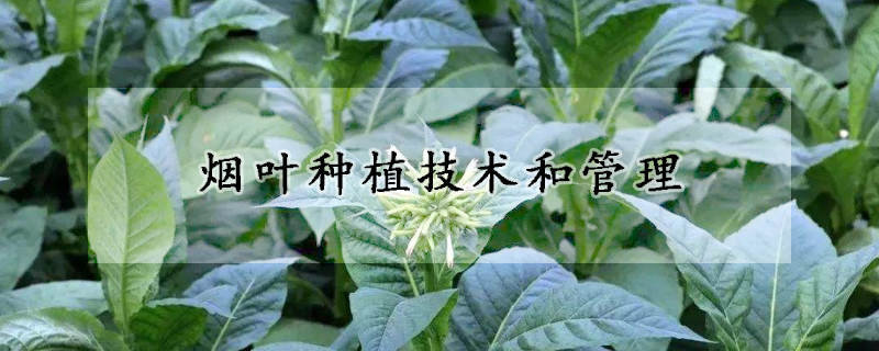 烟叶种植技术和管理