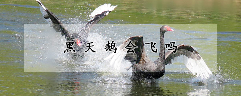 黑天鹅会飞吗