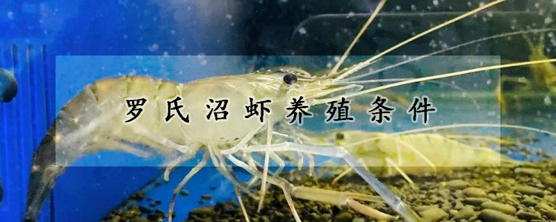 罗氏沼虾养殖条件