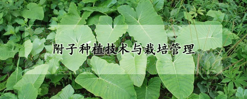 附子种植技术与栽培管理