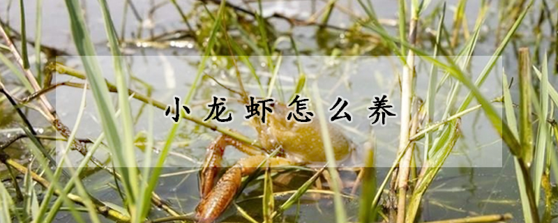 小龙虾怎么养