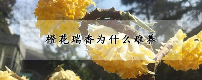 橙花瑞香为什么难养