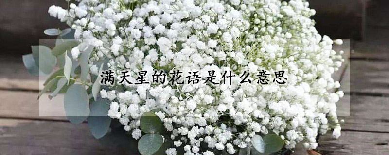 满天星的花语是什么意思