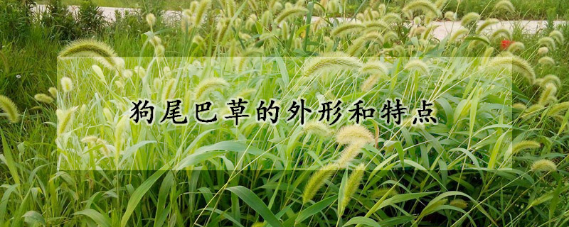 狗尾巴草的外形和特点