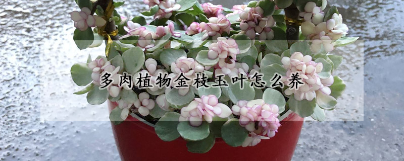 多肉植物金枝玉叶怎么养