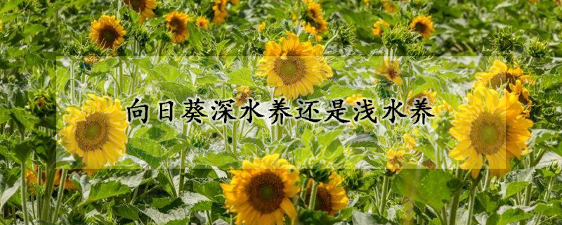 向日葵深水养还是浅水养