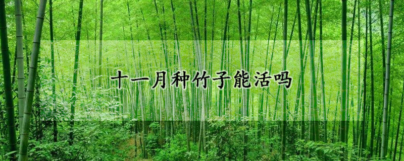 十一月种竹子能活吗