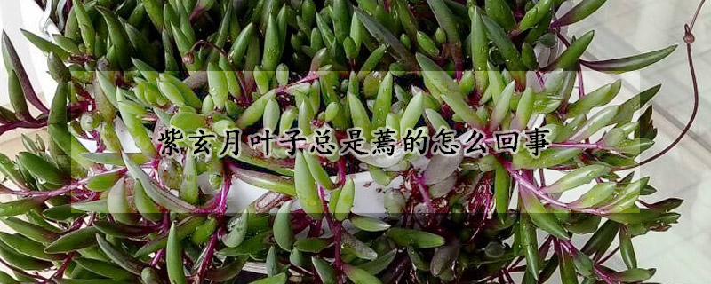 紫玄月叶子总是蔫的怎么回事
