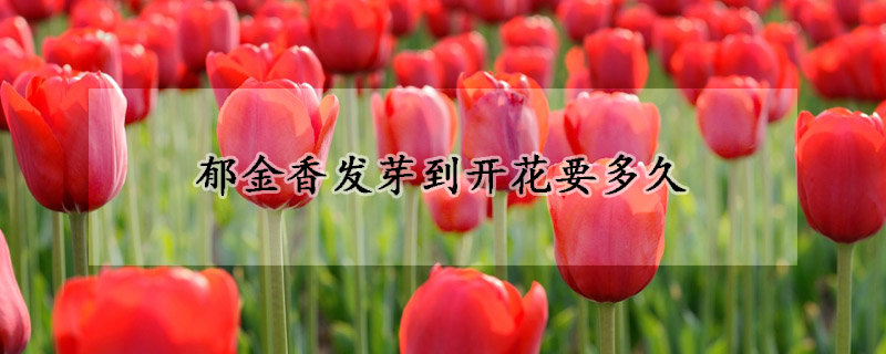 郁金香发芽到开花要多久