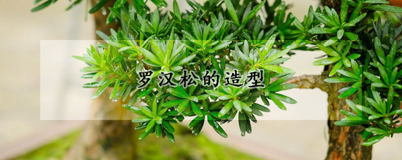 罗汉松的造型