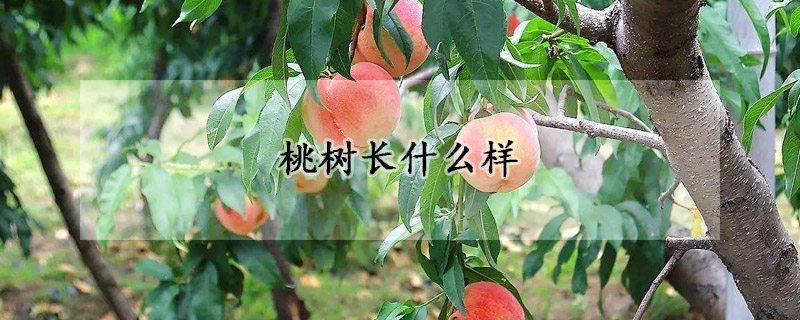 桃树长什么样