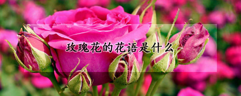 玫瑰花的花语是什么