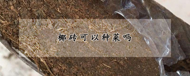 椰砖可以种菜吗