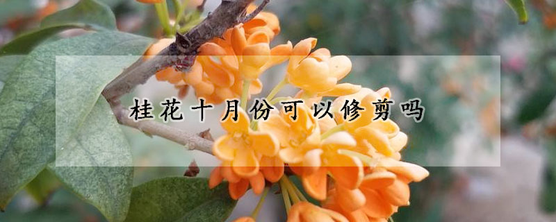 桂花十月份可以修剪吗