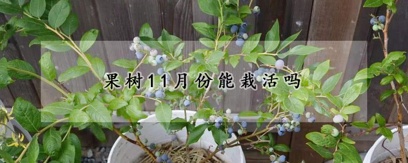 果树11月份能栽活吗