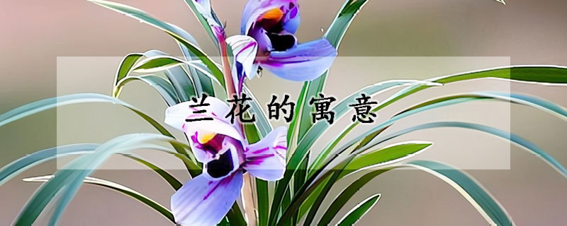 兰花的寓意