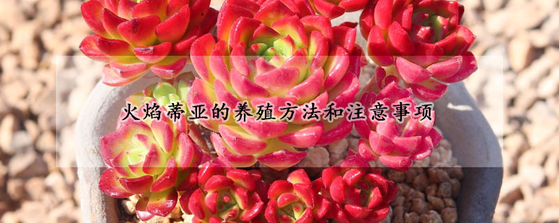 火焰蒂亚的养殖方法和注意事项