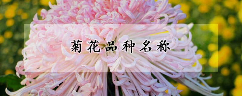 菊花品种名称