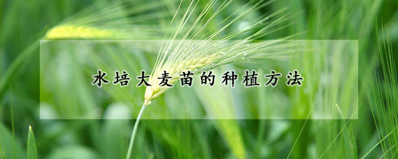 水培大麦苗的种植方法
