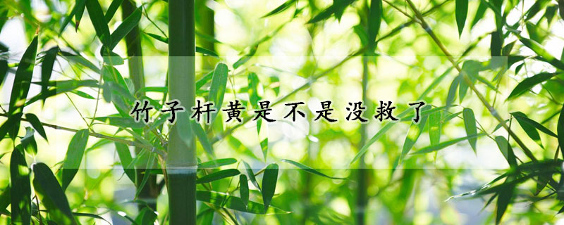 竹子杆黄是不是没救了