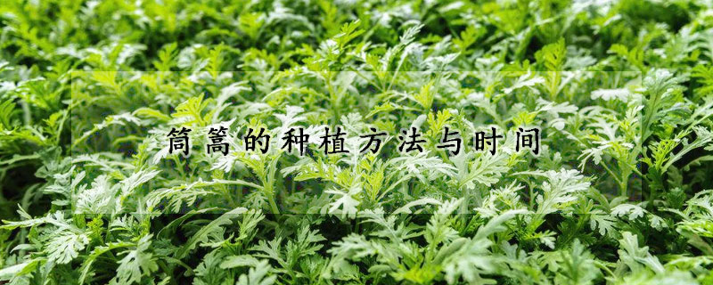 筒篙的种植方法与时间