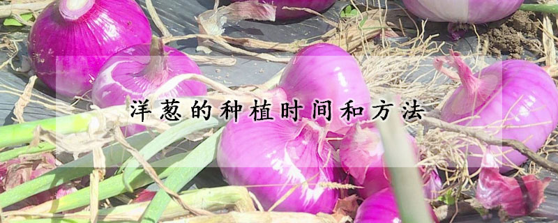 洋葱的种植时间和方法