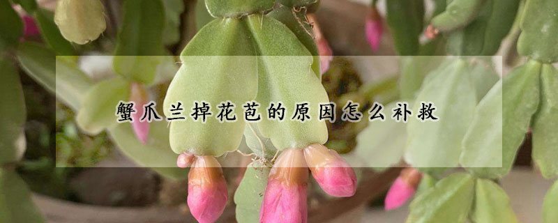 蟹爪兰掉花苞的原因怎么补救