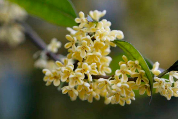 名贵桂花品种排名 最名贵的桂花树品种