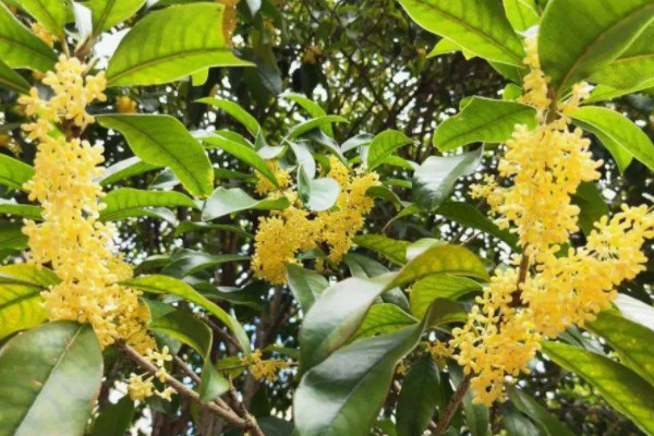 名贵桂花品种排名 最名贵的桂花树品种