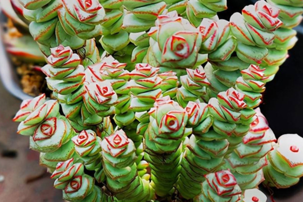 招财植物有哪些 家里养什么植物对财运好