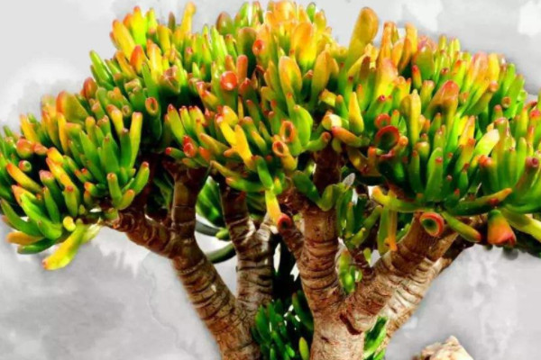 招财植物有哪些 家里养什么植物对财运好