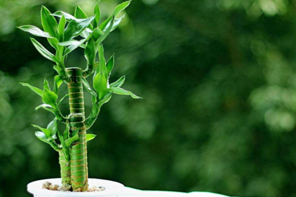 招财植物有哪些 家里养什么植物对财运好