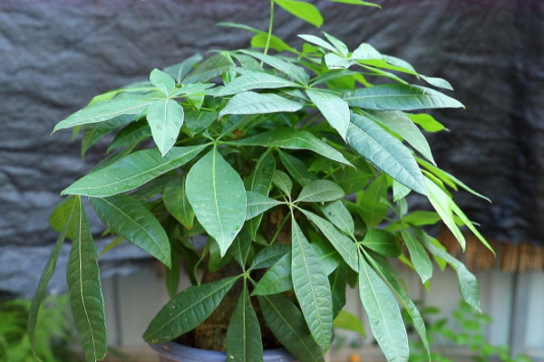 招财植物有哪些 家里养什么植物对财运好