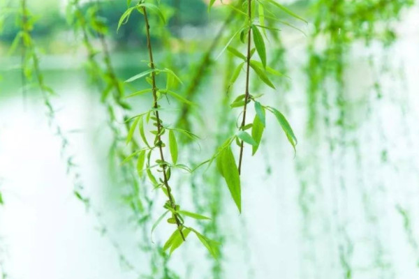 辟邪植物盆栽有哪些 种什么植物辟邪