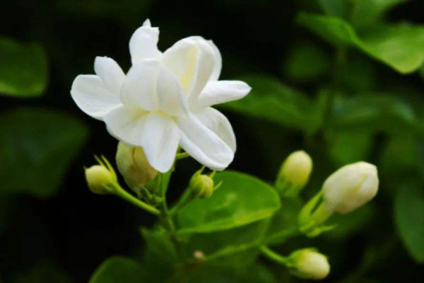 10种代表夏天的植物 最能代表夏天的植物有哪些