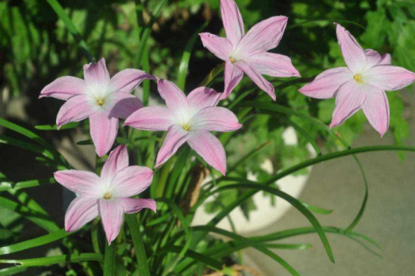 10种代表夏天的植物 最能代表夏天的植物有哪些